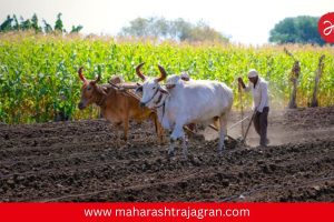 Farmer Relief : आता शेतजमिनीची वाटणी होणार मोफत, राज्य सरकारचा सर्वात मोठा निर्णय