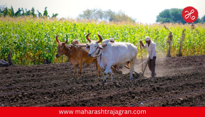 Farmer Relief : आता शेतजमिनीची वाटणी होणार मोफत, राज्य सरकारचा सर्वात मोठा निर्णय