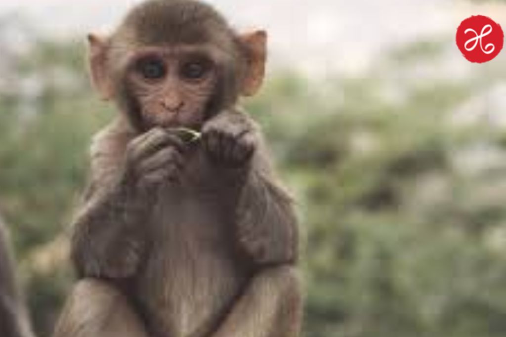 ‘माकड पकडा अन् 600 मिळवा’; महाराष्ट्र सरकारचा अनोखा निर्णय, काय आहे नेमकी योजना?