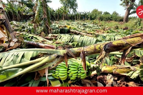 अवकाळीचा कहर! जळगावात ९ हजार हेक्टरवरील पिके उद्ध्वस्त; शेतकऱ्यांच्या डोळ्यात अश्रू