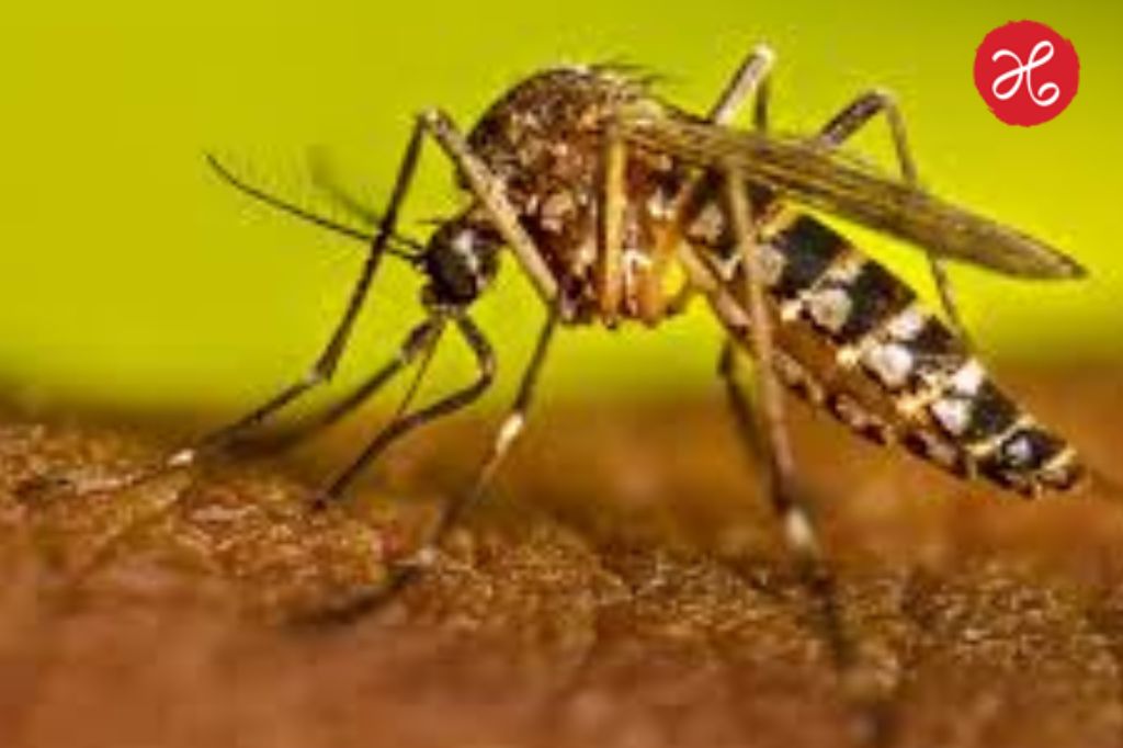 Pune Dengue Update: पुणेकरांनो सावधान! डेंग्यूचा विळखा वाढला; वर्षभरात सापडले ‘इतके’ रुग्ण; पालिकेची कठोर कारवाई